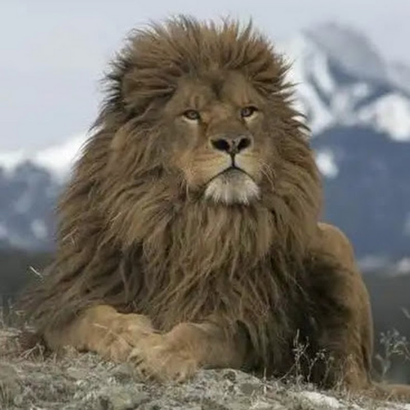 探索局局长 Logo