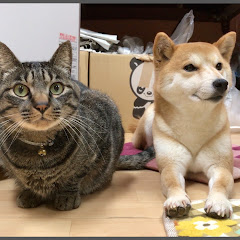 Shiba inu&Cat Channel柴犬ハナ&猫クロアイコン画像