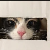 やす
