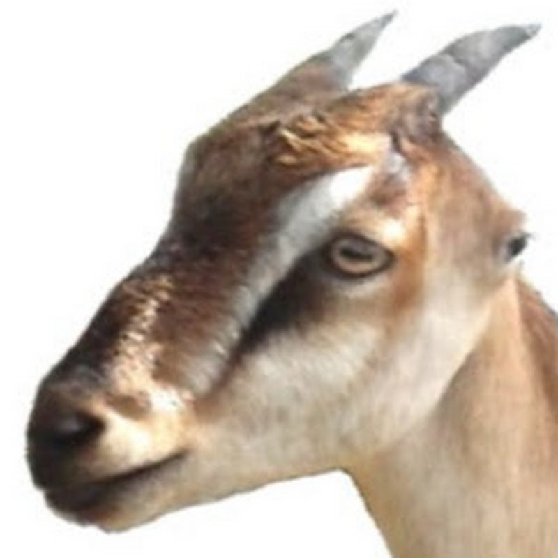 GoatsLive thumbnail