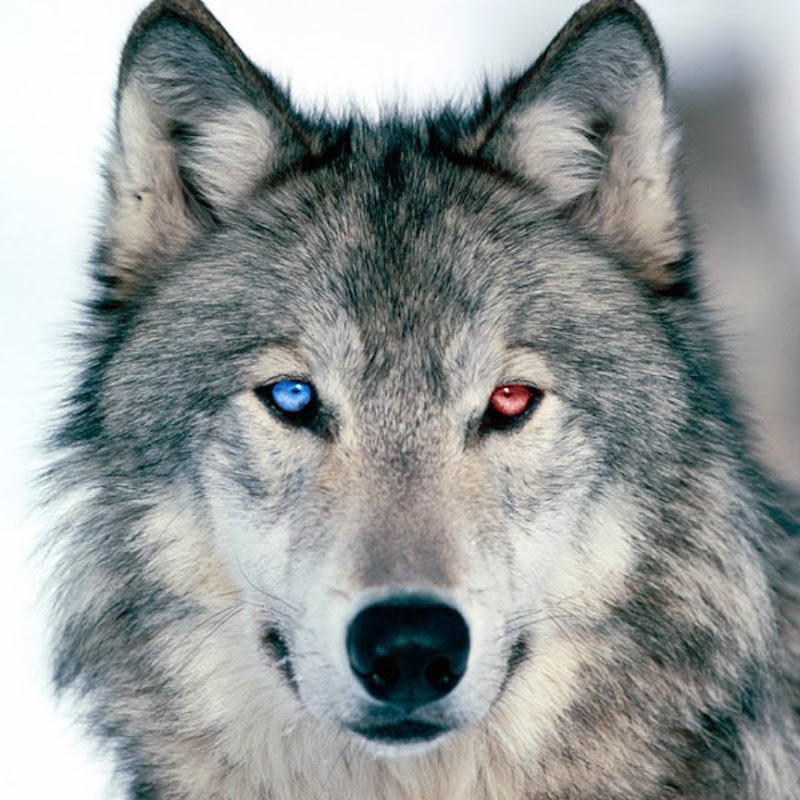 Wolf Strife