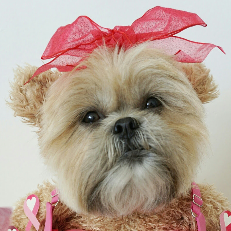 Munchkin the Teddy Bear