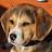@robertobrunelli8007's avatar