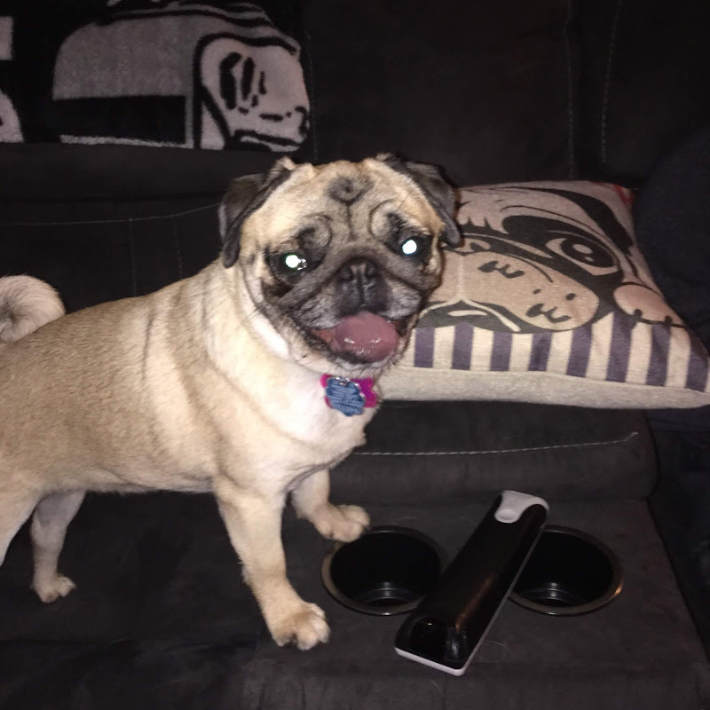 PugShark