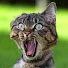 3kJ0aJRJB8A-channel-avatar-Hazehill