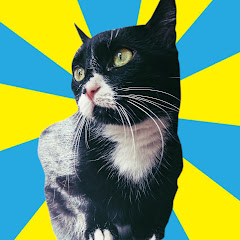 Katzenspaß in Full HD!