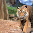 NkY5Kb1Zt-4-channel-avatar-RAHEJA WILDLIFE