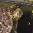 rsSHRyIrVb4-channel-avatar-Jay's aquarium