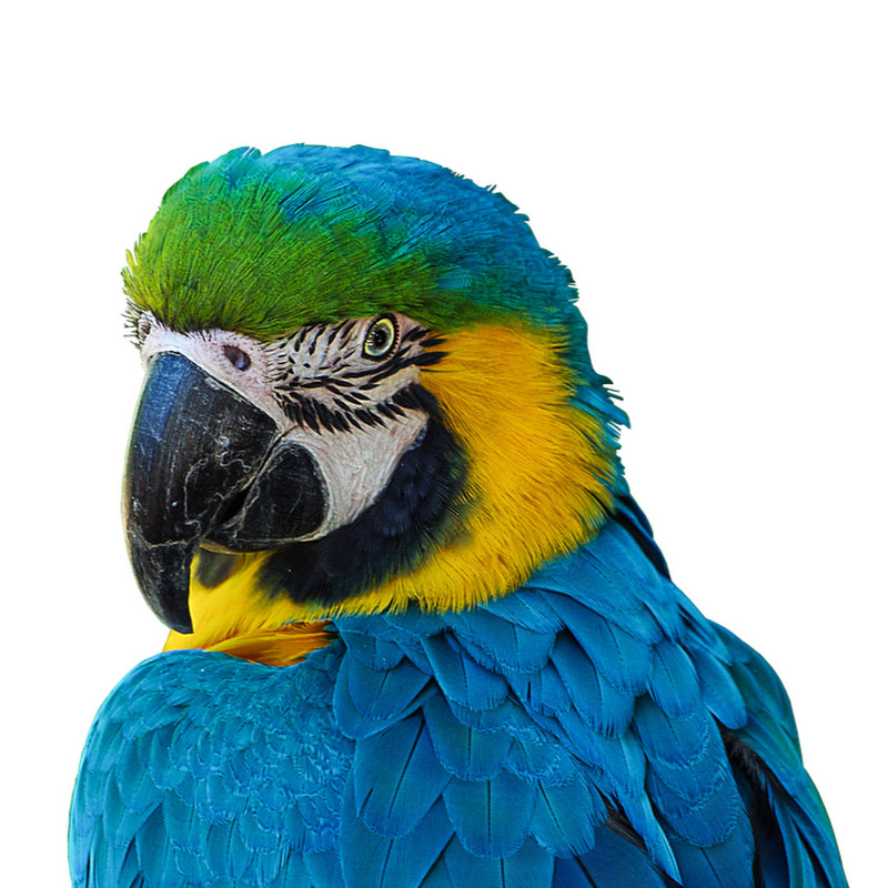 Mr. Parrot