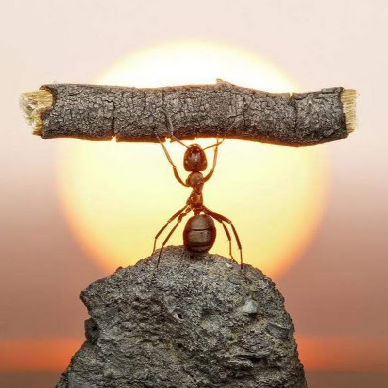 Vincenzo Ferrara Logo