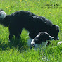 Wall2Wall Border Collies logo