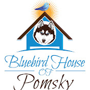 Bluebird House of Pomsky
