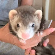 イタチのふう。