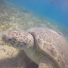 Reisen für Anfänger