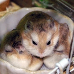 どてらぽっと（Johnny Rico）