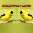 Goldfinch Türkiye