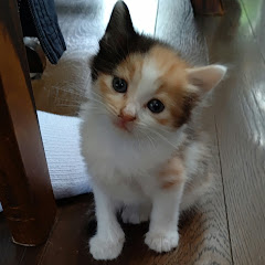あちゃ