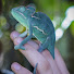 aHyFmnjDT-g-channel-avatar-My Zoo Home