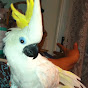 Goyo The Cockatoo logo