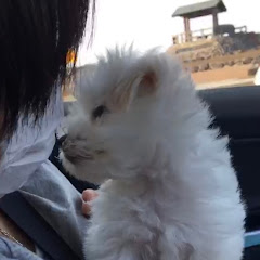 きんとんぱら