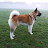 Enzo the Akita