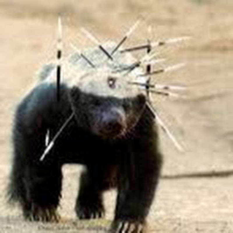 OG Badger's Heavy Hitters icon