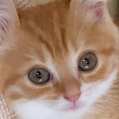 もなか猫日記 -MONAKA-