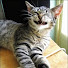 6mrQo1vIUDQ-channel-avatar-CatPlayer
