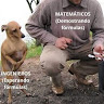Автор