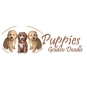 Puppies Golden Doodle