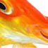 Th41CEfyHIE-channel-avatar-IzDizFish