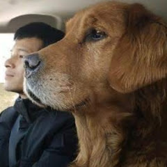 小迟和流浪狗的故事アイコン画像