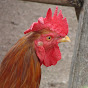 red rooster logo