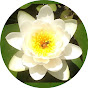 Festival Lotus logo