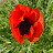 @jasmineflower299 Avatar