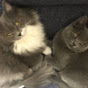 獣医家の猫達 Veterinary cats