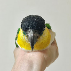 さんれもん