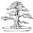 QRySLINNkoE-channel-avatar-Baikoen Bonsai Club