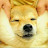 @user-animalover