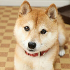 さいとうこうじ