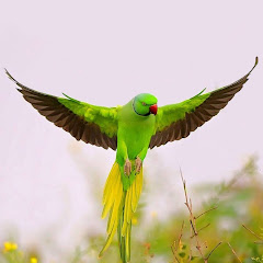 الرحال AlRehal