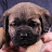 @barcodezombies4862's avatar