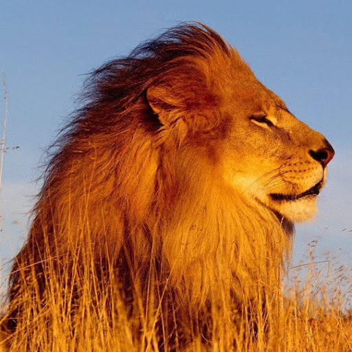 Savana Lion