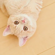 むぎあお