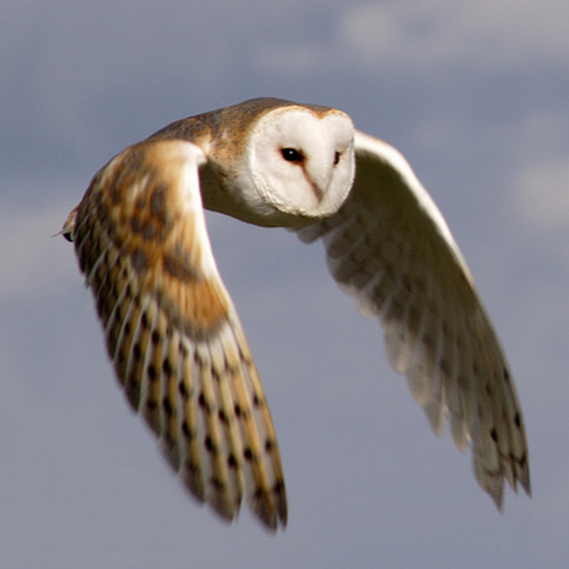 barn owl icon