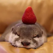 otter kinaco