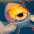 R7OKBulggEc-channel-avatar-Kambred