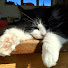 WaFndl_hoMM-channel-avatar-Fattus Cattus