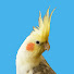 Is6P_L29pGg-channel-avatar-The Bird Whistler