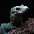 @Weirdanimalboy Avatar